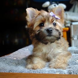 Companion Cross, Havanese, Mal-Shi, Maltese, Maltipoo, Morkie, and Shih Tzu Puppies from Seeking Shalom Acres Maltese, Maltipoos & Havamalts