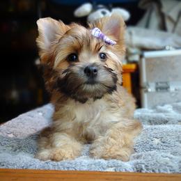 Companion Cross, Havanese, Mal-Shi, Maltese, Maltipoo, Morkie, and Shih Tzu Puppies from Seeking Shalom Acres Maltese, Maltipoos & Havamalts