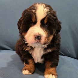 Bernese Mountain Dogs from Bravura Bernese Mountain Dog