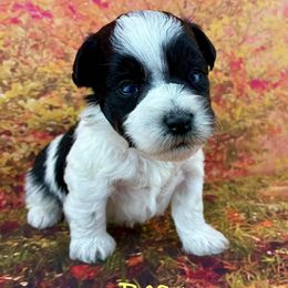 Bean - Parti male Miniature Schnauzer puppy in Sylvania, Georgia from Southern Sky Miniature Schnauzers