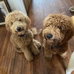 Goldendoodle Puppies from Kindred Goldendoodles