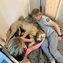 Bernedoodle and Pyredoodle Puppies from Washington Bernedoodles & Pyredoodles