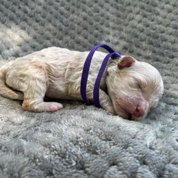 Girl 4 - Cream female Cockapoo puppy in Bedford, Iowa from Our Father’s Doodles
