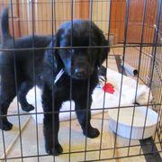Flat-Coated Retriever Puppies from Beacon's Flat-Coated Retrievers