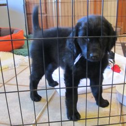 Flat-Coated Retriever Puppies from Beacon's Flat-Coated Retrievers