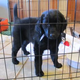 Flat-Coated Retriever Puppies from Beacon's Flat-Coated Retrievers