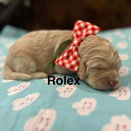Rolex - Caramel ice male Australian Labradoodle puppy in Alamo, Texas from QuiSal Labradoodles