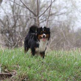 Rubiks - Miniature American Shepherd