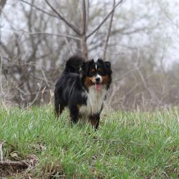 Rubiks - Miniature American Shepherd