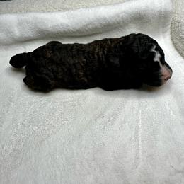 Sable - Sable male Bernedoodle puppy in Holt, Missouri from Mindys Doodles