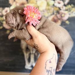 Chamomile - Lilac dilute female Chinese Shar-Pei puppy in Lehigh Acres, Florida from Florida Wrinkles