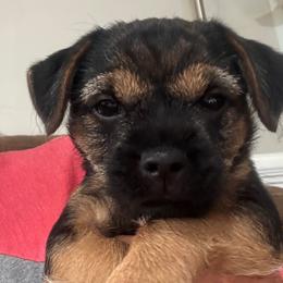 Nix - Blue and tan male Border Terrier puppy in Jasper, Georgia from Dig Em Out Terriers & Twin Willow Border Terriers