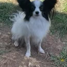 Romper - Papillon