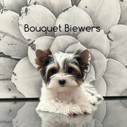 Biewer Terrier Puppies from Bouquet Biewers