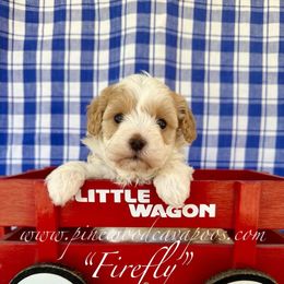 Firefly - Blenheim female Cavapoo puppy in Spokane, Washington from Pinewood Cavapoos