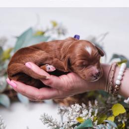 Lark - Red  female Goldendoodle puppy in New Lenox, Illinois from New Doods On The Block