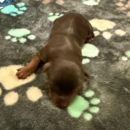 Girl 3 - Chocolate and tan female Yorkshire Terrier puppy in North Las Vegas, Nevada from KD's Yorkshire Terriers