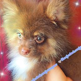 Chocolate and Tan - Chocolate and tan male Pomeranian puppy in Albany, Oregon from Purrs N Poms