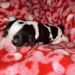 Boy 3 - Tri-color male Cavalier King Charles Spaniel puppy in Robbins, North Carolina from Jamie's Cavalier King Charles Spaniels