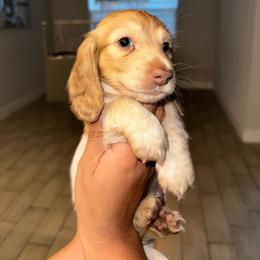 Olivia - Cream female Dachshund puppy in Palm Bay, Florida from Life With Mini Paws