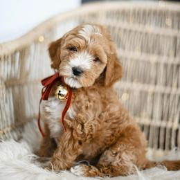 Noelle - Apricot female Goldendoodle puppy in Pasco, Washington from Sunset Grove