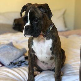 Boxer Puppies from Vandalo Boxers