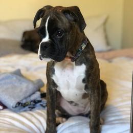 Boxer Puppies from Vandalo Boxers