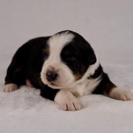 Night - Black tri-color female Australian Shepherd puppy in Glenville, Pennsylvania from Rolling Hills Australian Shepherds