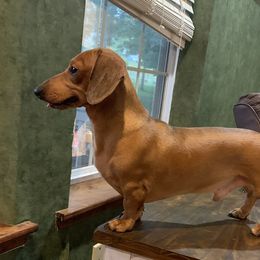 Boy 1 - Red Dachshund puppy in Osceola, Missouri from P and G Farm