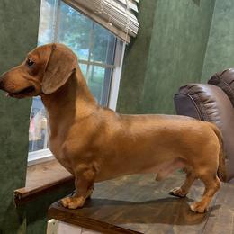 Boy 1 - Red Dachshund puppy in Osceola, Missouri from P and G Farm