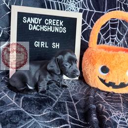 Imogen - Black female Dachshund puppy in Rosanky, Texas from Sandy Creek Miniature Dachshunds