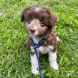Chocolate and while female - Brown and white female Aussiedoodle puppy in Hillsboro, Illinois from Shoal Creek Puppies