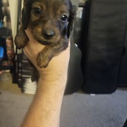 Dachshund Puppies from Pearson Federico
