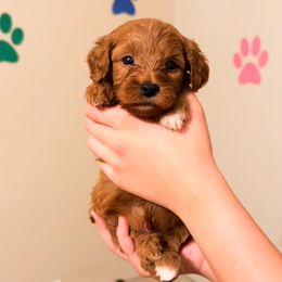 Corn - Red  male Goldendoodle puppy in Kissimmee, Florida from Poodle Doodle Kennels