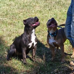 American Bully Puppies from Night Court Bullies
