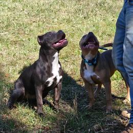 American Bully Puppies from Night Court Bullies
