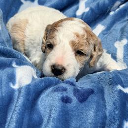 Sarge - Parti male Poodle puppy in Bakersfield, California from Jewells Poodles