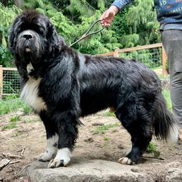Mox - Newfoundland