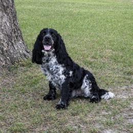 Shiloh - English Springer Spaniel