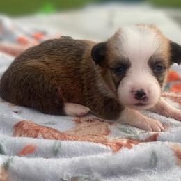 Green - White and red male Pembroke Welsh Corgi puppy in Beulaville, North Carolina from Windy Acres Pembroke Welsh
