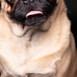 Pugs from Squishy and Snorts