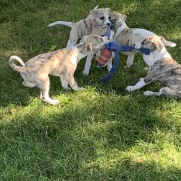 Whippet Puppies from Winstar Whippets