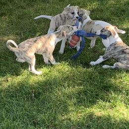 Whippet Puppies from Winstar Whippets