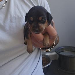 Girl 5 - Black and rust female Miniature Pinscher puppy in Blossvale, New York from CNY Miniature Pinschers
