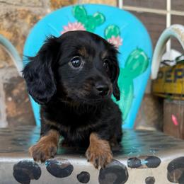 Roscoe - Black and tan male Dachshund puppy in Hawley, Texas from Foxy’s Dachshunds & Toy Aussies