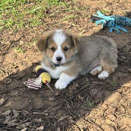 Charlie - Sable male Pembroke Welsh Corgi puppy in Millsap, Texas from Punchy Pembroke Ranch