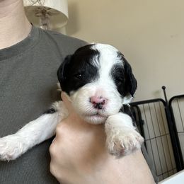 Sheepadoodle Puppies from Taylor's Sheepadoodle Puppies
