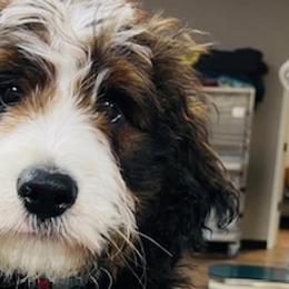 Bernedoodles from Cahaba Farms Doodle, Co.