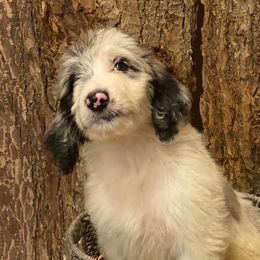Aussiedoodles, Australian Shepherds, and Poodles from Feather Branch Farm and Kennel
