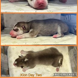 Kion - Red and white male Siberian Husky puppy in Canton, Ohio from Bleu Skies Siberian Huskies